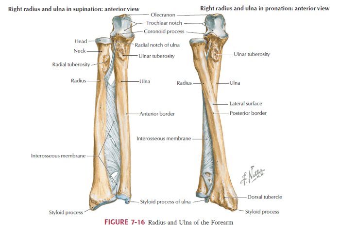 Radius and ulna bone quiz