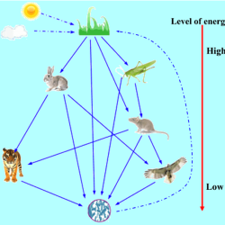 Energy flow through the ecosystem worksheet