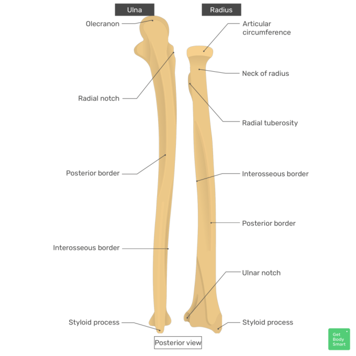 Radius and ulna bone quiz