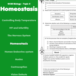 Burn homeostasis worksheet answer key