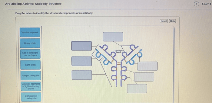 Art labeling activity antibody structure