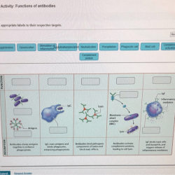 Art labeling activity antibody structure