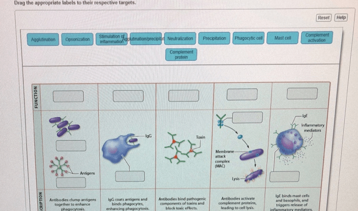 Art labeling activity antibody structure