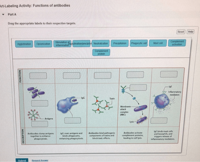 Art labeling activity antibody structure