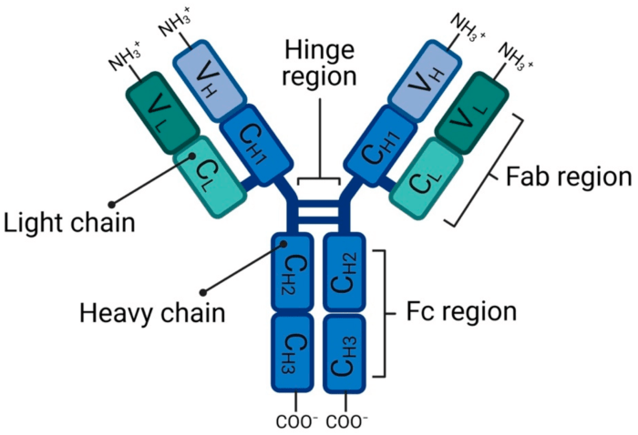 Art labeling activity antibody structure