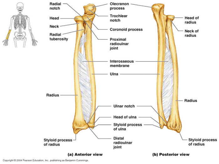 Radius and ulna bone quiz