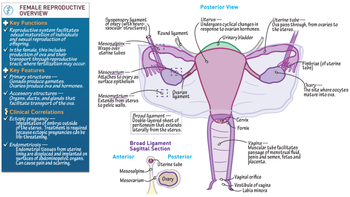 Exercise 42 anatomy of the reproductive system