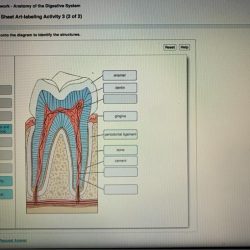 Exercise 42 anatomy of the reproductive system