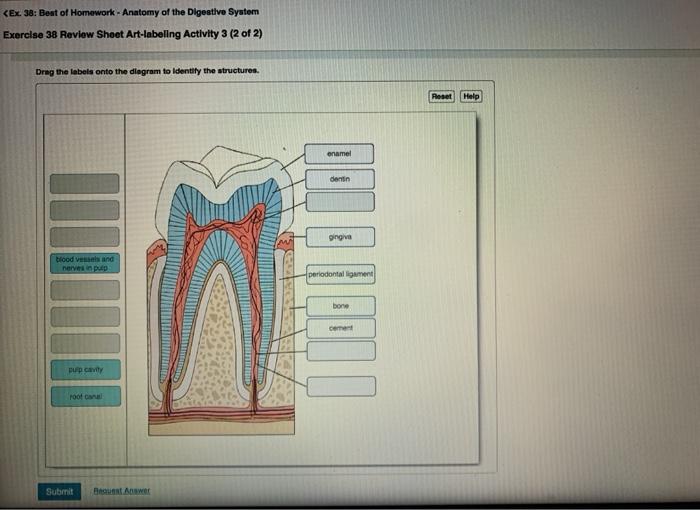 Exercise 42 anatomy of the reproductive system