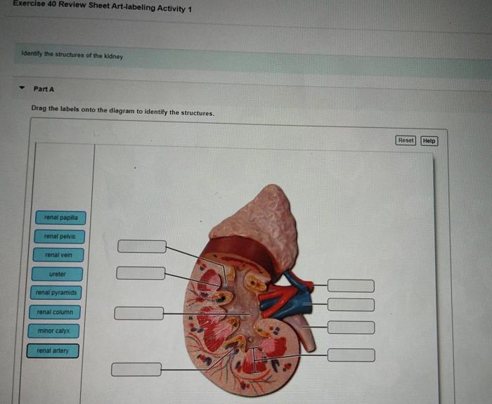 Exercise 42 anatomy of the reproductive system