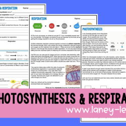 Photosynthesis hhmi biointeractive answer key