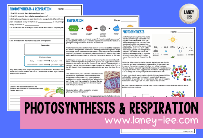 Photosynthesis hhmi biointeractive answer key