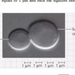 What is the approximate diameter of the mature parent cell