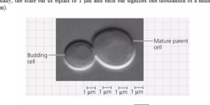 What is the approximate diameter of the mature parent cell