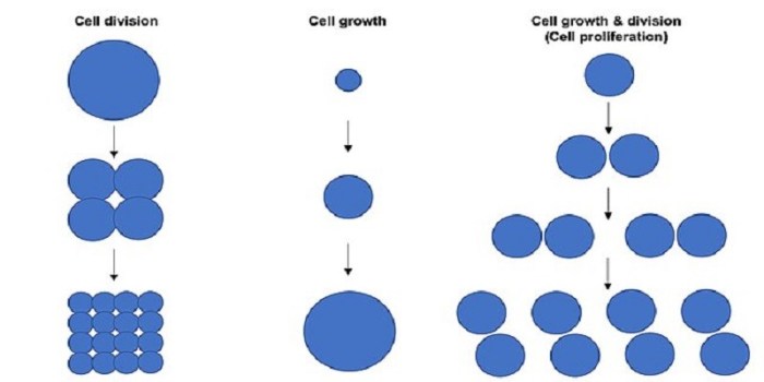 What is the approximate diameter of the mature parent cell