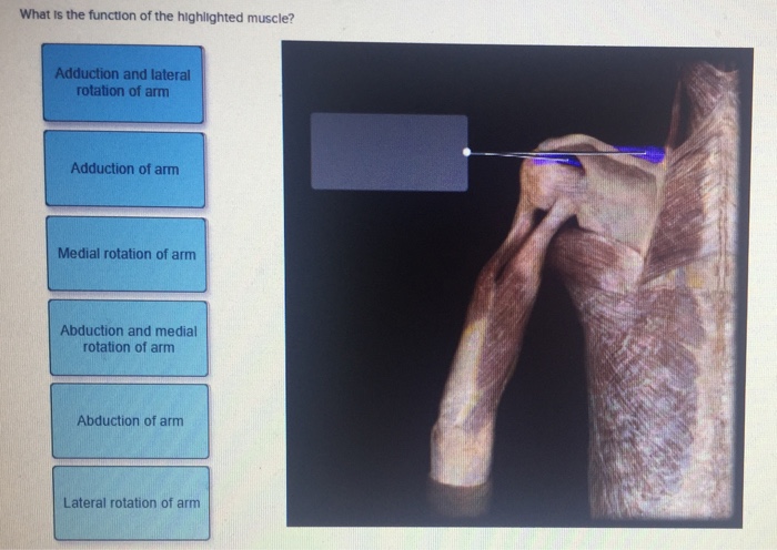 What is the function of the highlighted muscle