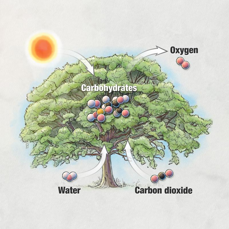 Photosynthesis hhmi biointeractive answer key