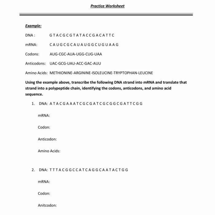 Transcription and translation practice worksheet answers pdf